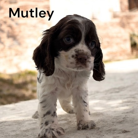 puppy, for, sale, Cocker Spaniel, Joe & Cherri  Overlease, dog, breeder, Miller, MO, dog-breeder, puppy-for-sale, forsale, nearby, find, puppyfind, locator, puppylocator, aca
